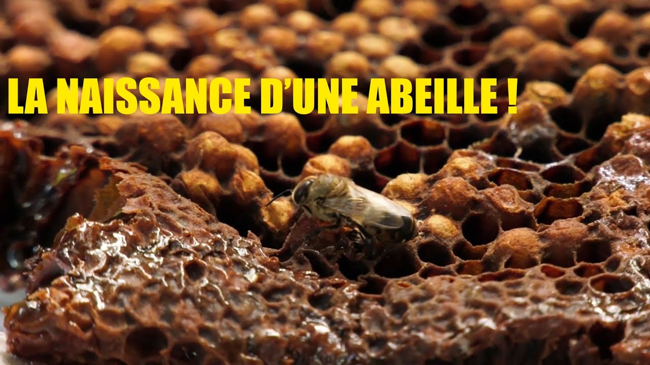 La naissance d'une abeille ! - YouTube