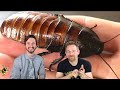 Madagascar  Hissing Cockroach: The Best Pet Invertebrate? with Clint’s Reptiles!