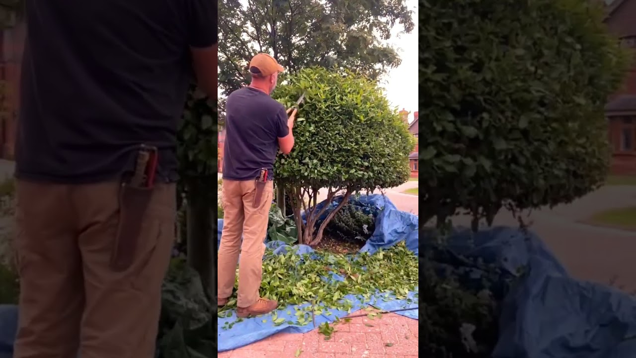 Boxwood shrub pruning #pruning  #landscape