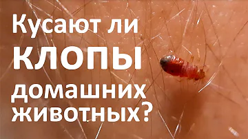 Кусают ли клопы домашних животных