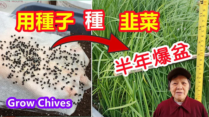 如何用種子種韭菜，種一次吃多年 How to grow Chives from seeds / Mars Hydros - 天天要聞