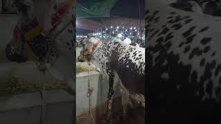 Qurbani Cattles available for sale #2026 #ytshorts #shortvideo #viralshorts #eiduladha2026
