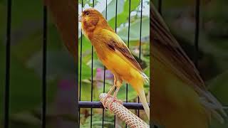 Download Lagu Canary Song Bird Song 45 2 MP3