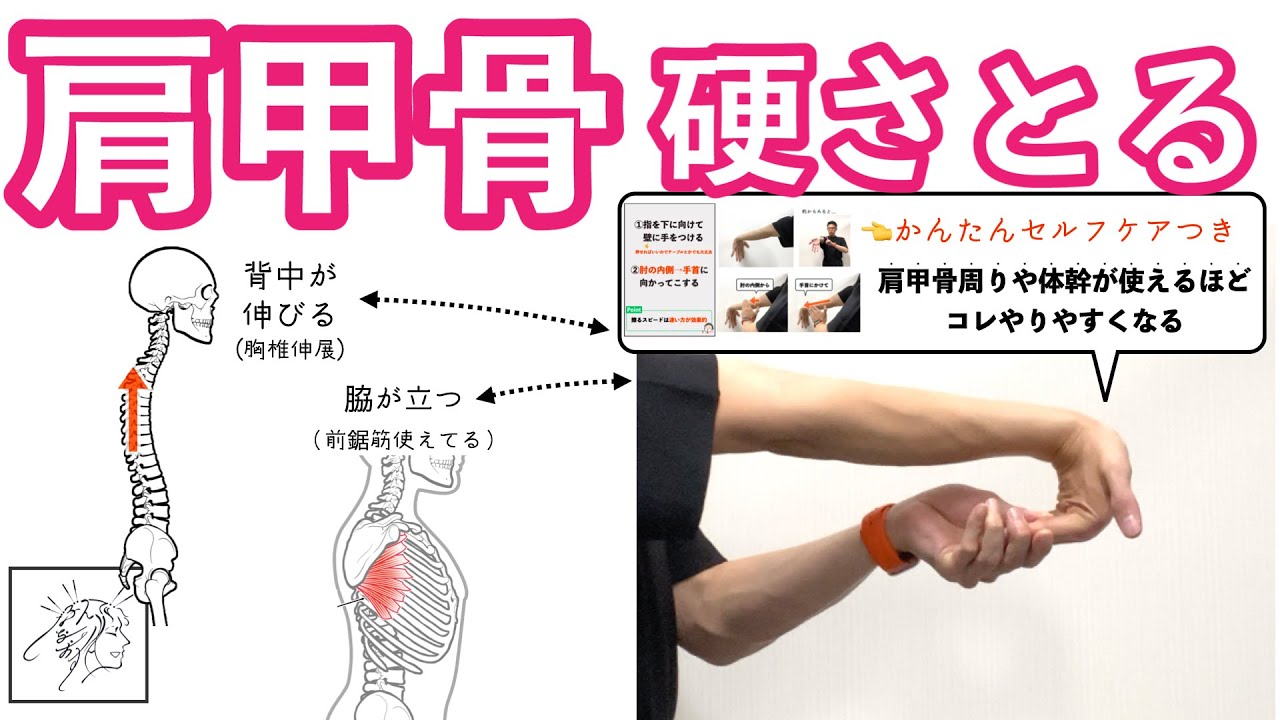 【修正版】肩甲骨や背中の硬さをとる意外な方法｜腕と体幹を連動させて猫背や腱鞘炎の改善にも