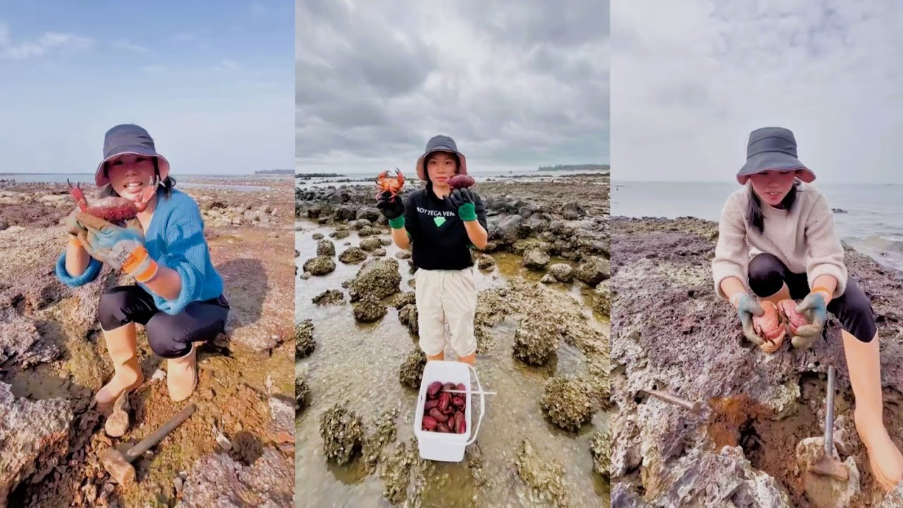 Catch red bread crabs🐌 Crab bread 