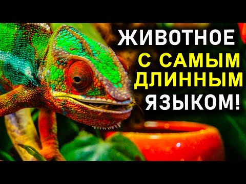 ЖИВОТНОЕ С САМЫМ ДЛИННЫМ ЯЗЫКОМ!