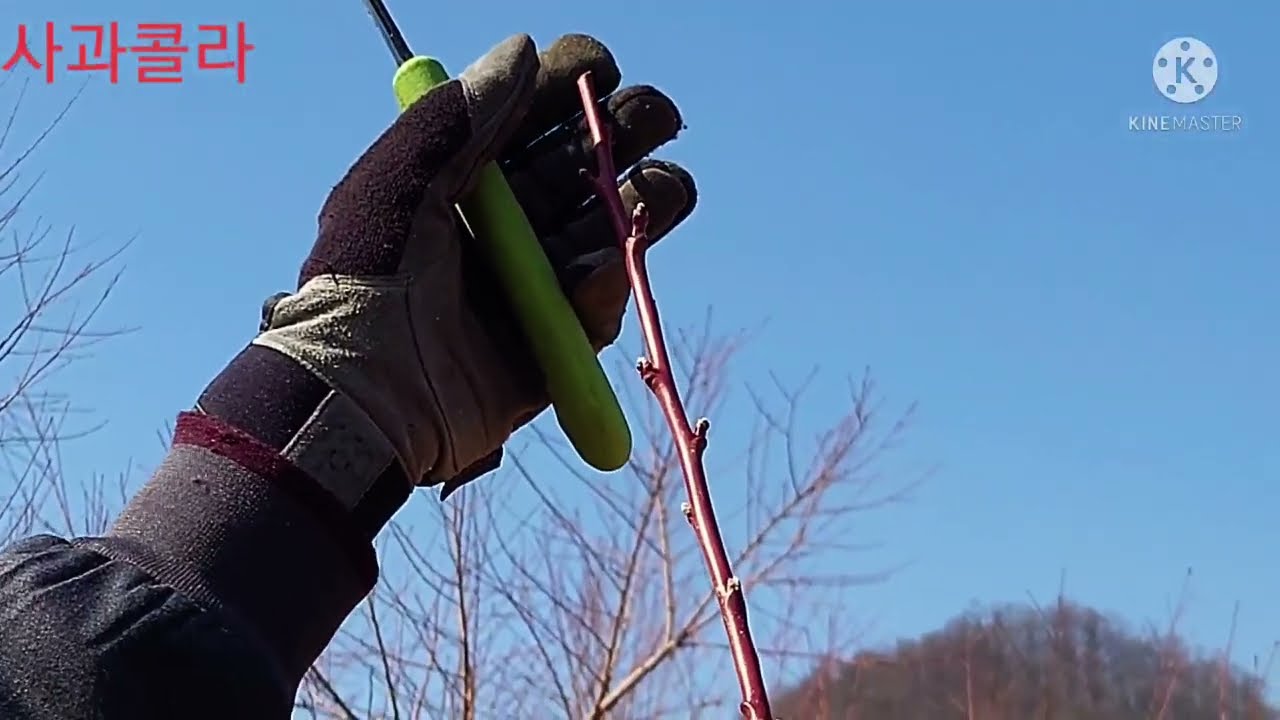 [복숭아재배] 다주지 재배법ㆍ 주지 8개 /1년~3년차 관리