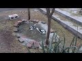 Ducks swimming in a home made lagoon