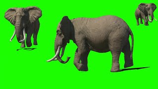 Elephant green screen no copyright