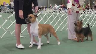 2024 Canine Museum PM Show  Terriers