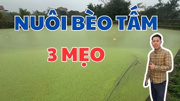 3 Mẹo nhanh để Nuôi Bèo Tấm hiệu quả CAO