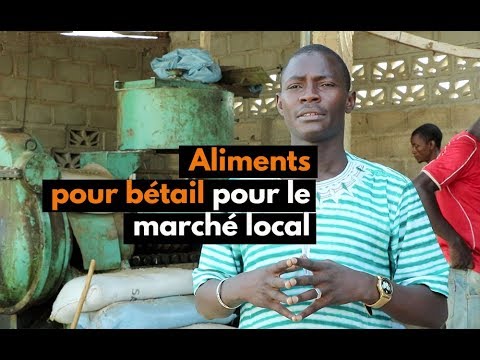 Vidéo: Comment élever Du Bétail
