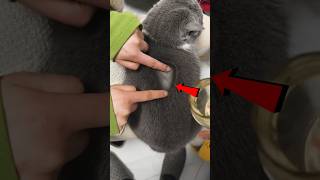 Magical cat 😱🐈||#shortvideo