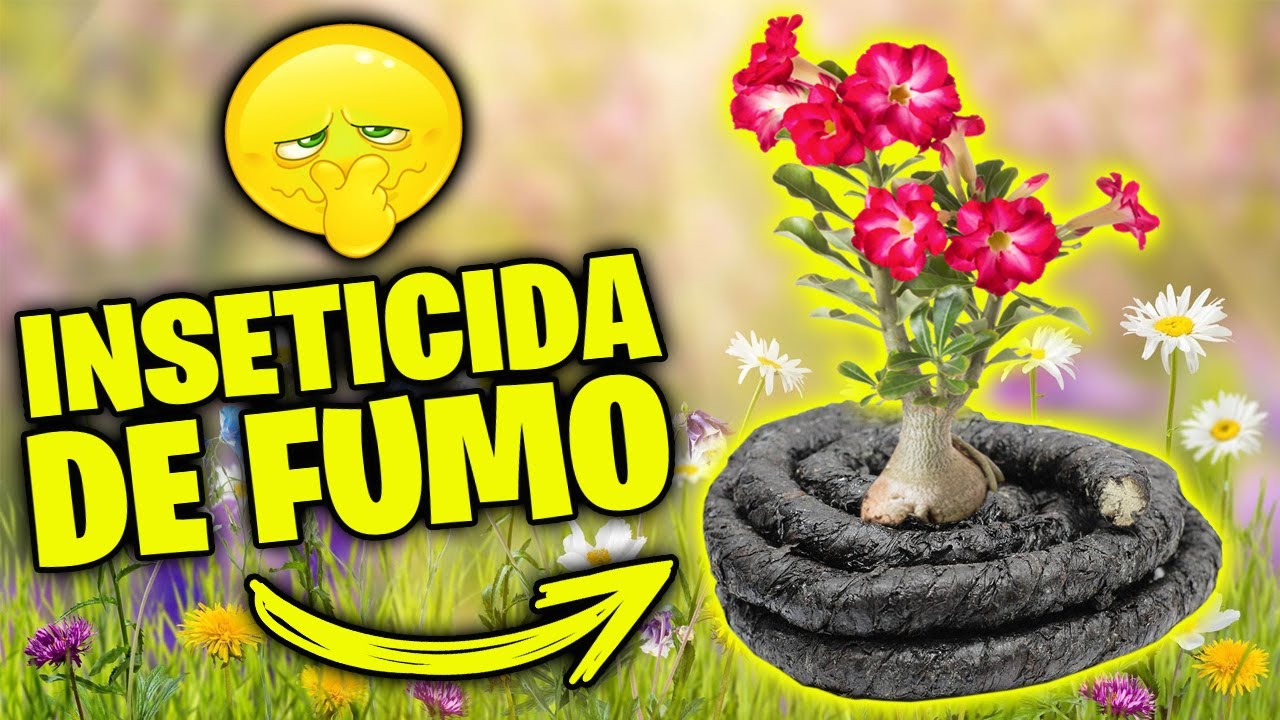 💥[CURIOSO]💥 Vale a pena usar INSETICIDA DE FUMO na sua Rosa do Deserto??
