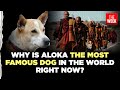 Aloka the Peace Dog: How One Stray Joined Buddhist Monks to Walk for Kindness Across America