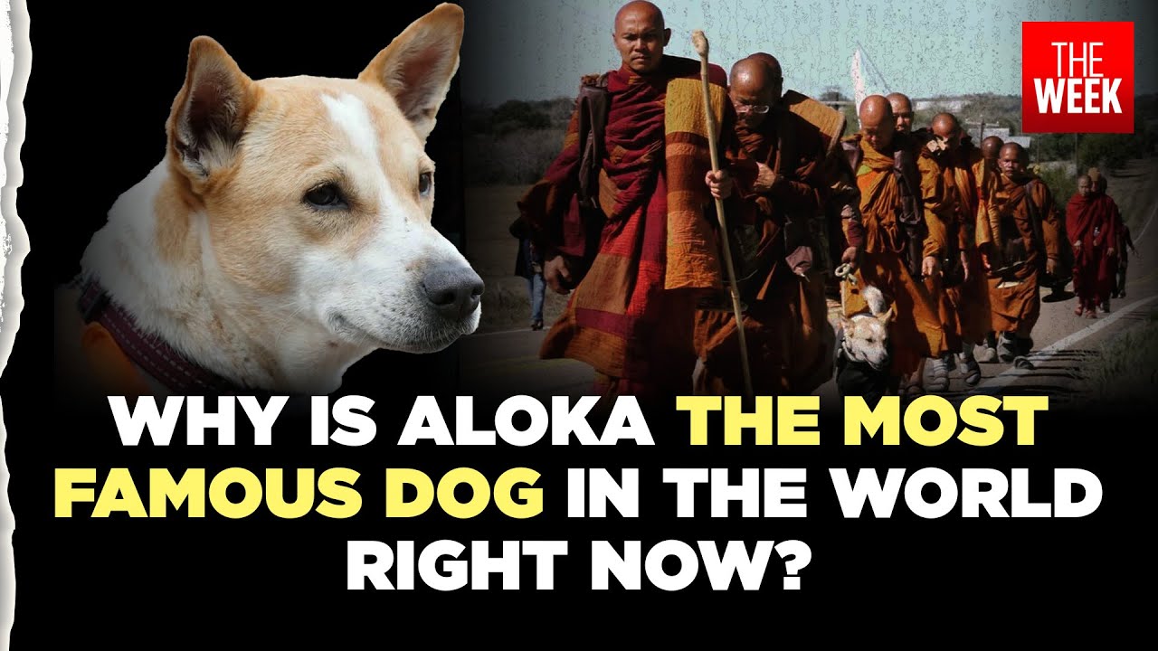 Meet Aloka, the dog who joins Buddhist monks on a 3,700 km US walk to spread peace and kindness
