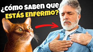 ¿Tu Gato Sabe que Estás Enfermo?  Descubre sus Sorprendentes Habilidades by Mascotas Sanas Y Felices 2,140 views 5 months ago 8 minutes, 59 seconds