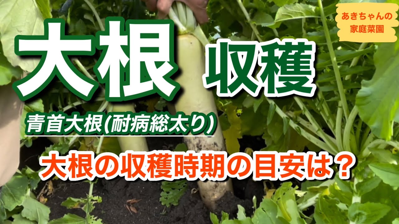 Harvesting Daikon Radish [Harvest Time] [Daikon Cultivation] [Home