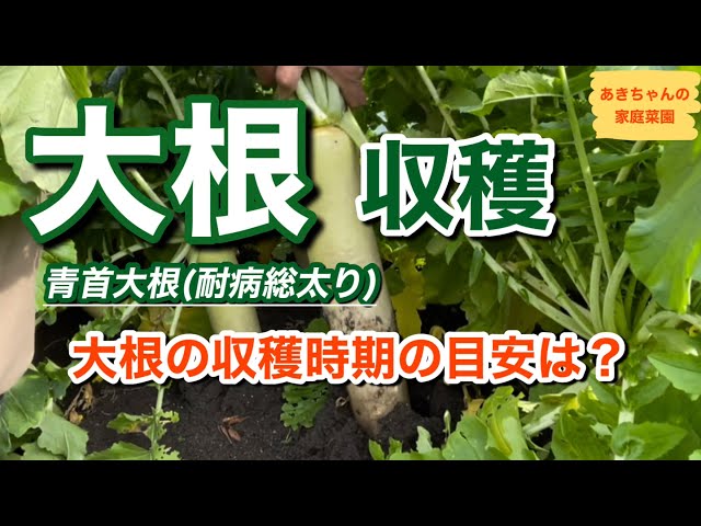 Harvesting Daikon Radish [Harvest Time] [Daikon Cultivation] [Home