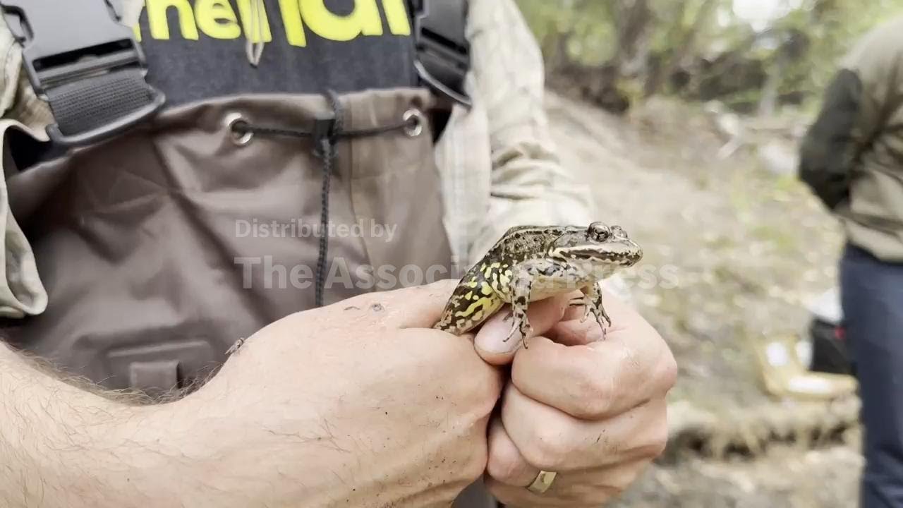 Red-legged frog is heard again in California with help from Mexico and AI