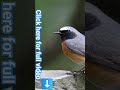 Common Redstart عصفور الحميراء الحمروش 