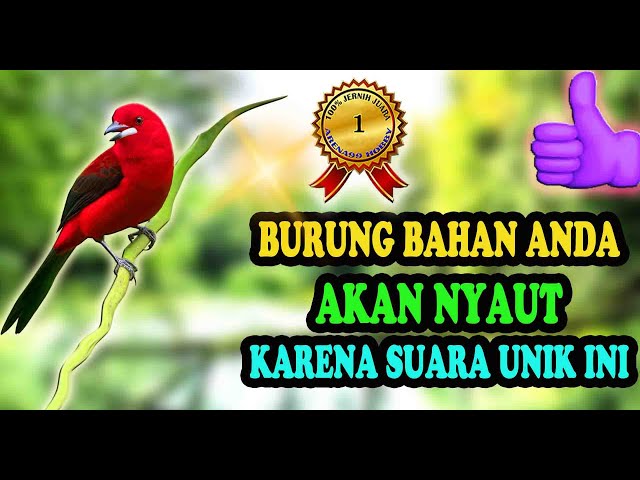 Pancingan Burung Bahan Biar Ngeplong Ampuh class=