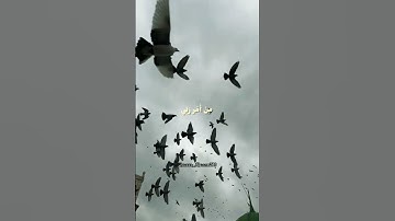 #القرانالكريم #reels #quran #fypシ #سبحان_آلله #قرآن #قراءة_خاشعة #تلاوات #راحة_نفسية #القدس #فلسطين