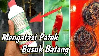 Review obat patek cabe paling ampuh - Murah Meriah | Tani 7