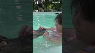 Wally The Alligator Gives Hugs And Kisses To People