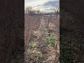 Февраль .подготовка к покосу малины.ставропольский край.
