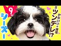 ❤️人気9位【シー・ズーってどんな犬？】子犬の価格や性格、寿命、飼いやすさは？ カワイイ動画でチェック！