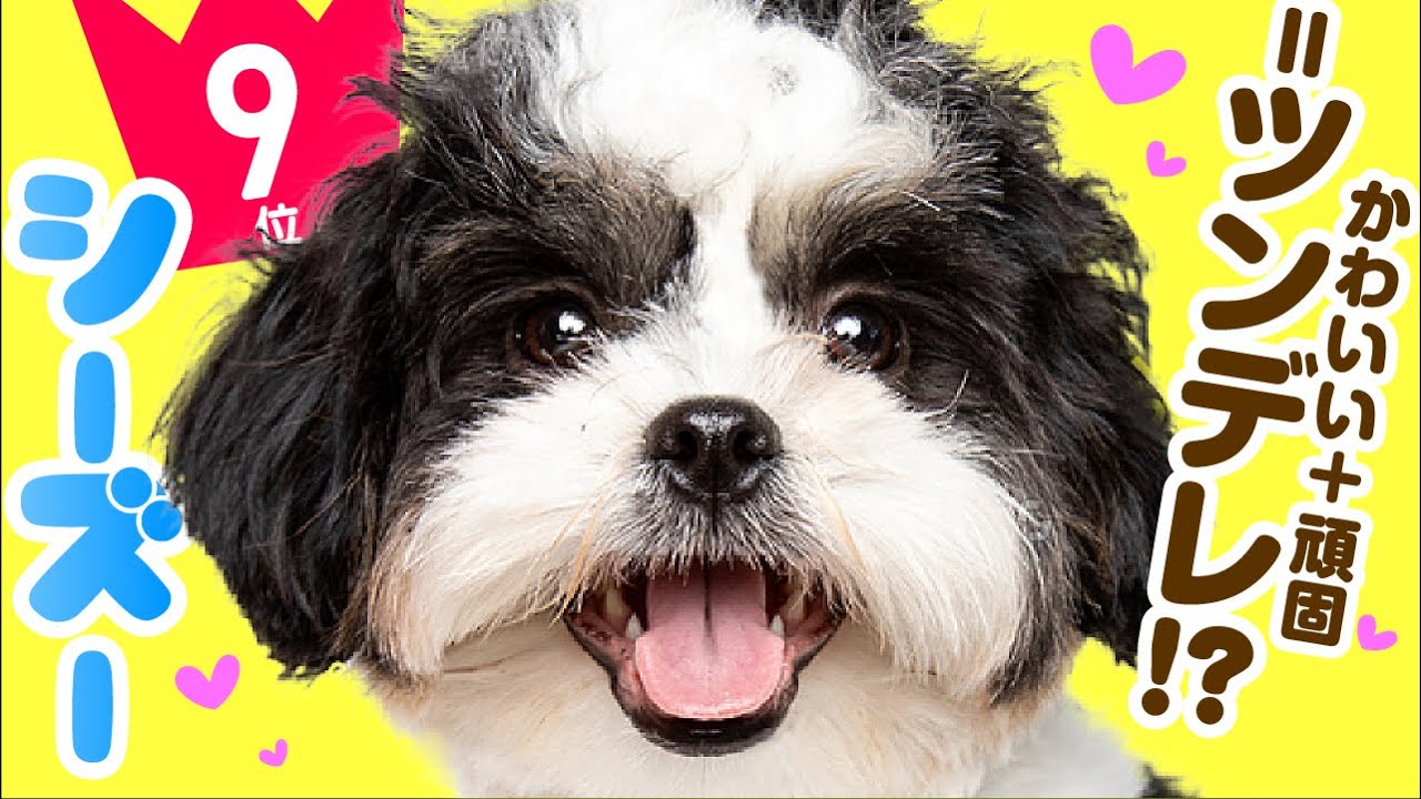人気9位 シー ズーってどんな犬 子犬の価格や性格 寿命 飼いやすさは カワイイ動画でチェック Youtube