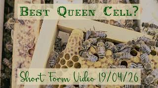 How to Choose the Best Queen Cell in a Split - short form video 19/04/26