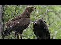 Wildlife episodes: Lesser spotted eagle (4K)