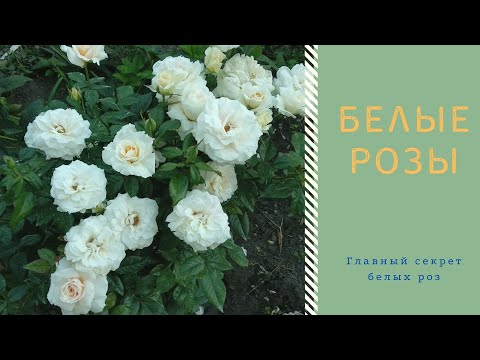 Видео: Как отглеждате бели рози?