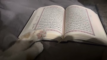 فاكلهُ الذيب | ايات هادئة من سورة يوسف برواية خلف عن حمزة | عبدالرحمن العراقي