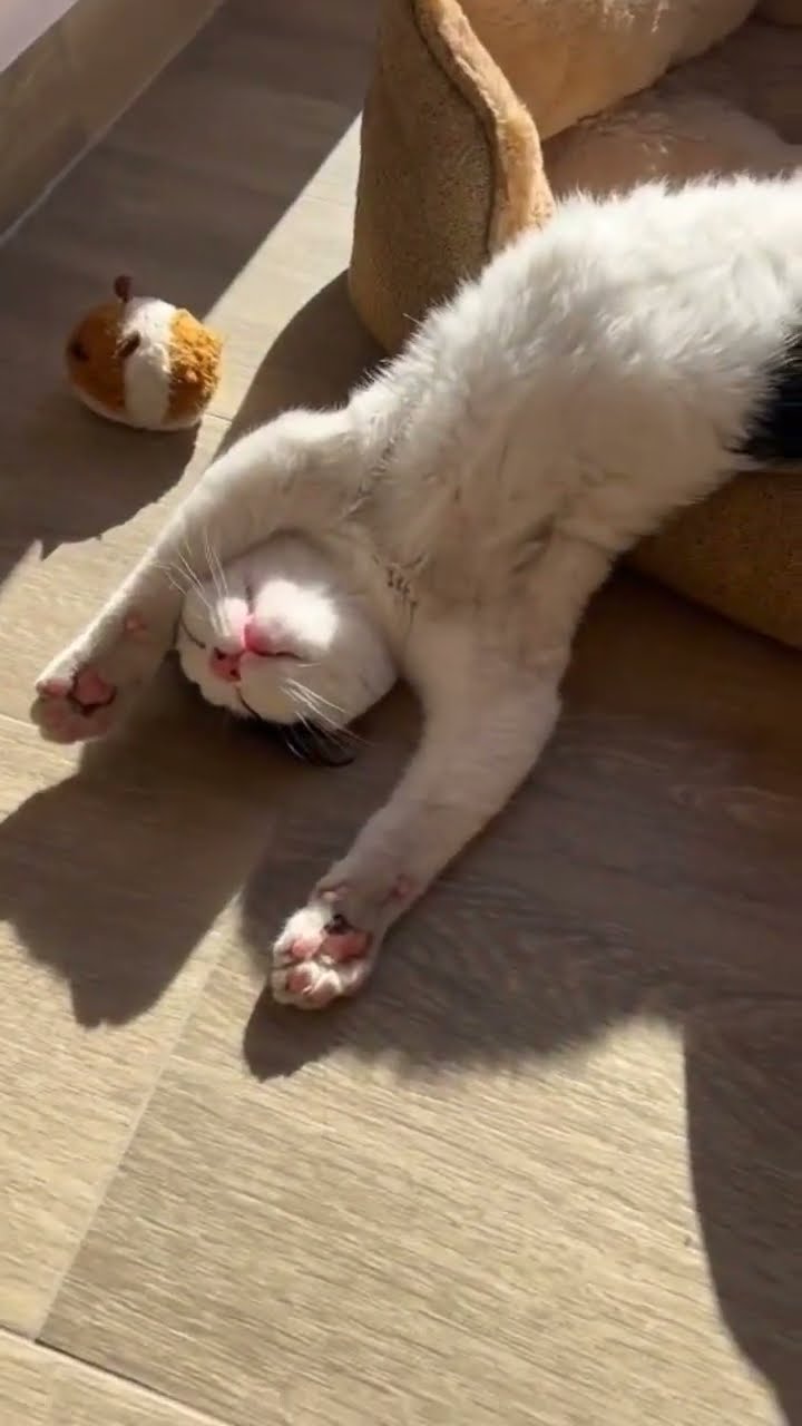 Top des vidéos très mignon petit chaton