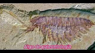 Alalcomenaeus Cambricus El Triunfo De La Percepción En El Universo Ciego Del Cámbrico