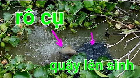 câu cá rô đồng, nước cạn rà ổ trúng bầy cá rô khủng.... @tamcuocsongvothuongvlog5777