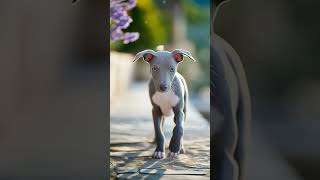 Track 09 – Italian Greyhound Gentle Walk 🐶🌿 | Elegant Moment
