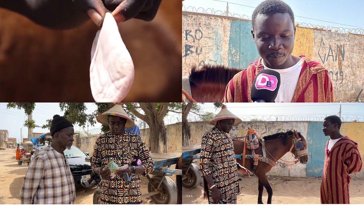 Guinaw Rail: Laminiou Fass Bi Laniou Dagg, le cheval est finalement mort