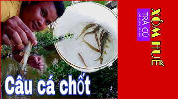 Tập 17 : Câu Cá Chốt nấu Canh Chua | Cảm giác thật thoải mái cùng thằng bạn | XÓM HUẾ TRÀ CÚ