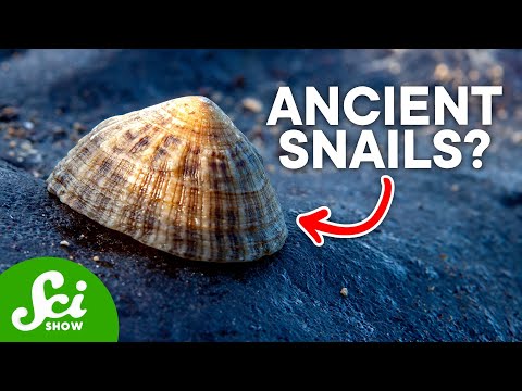 Ancient Genetics that Still Occur Today: Atavisms Explained thumbnail