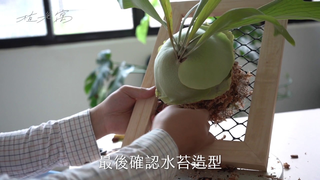 植光寓 鹿角蕨上板教學使用ｓ鉤也沒問題1080p Youtube