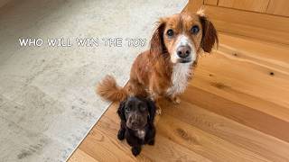 Puppy Vs Dog Who Will Win