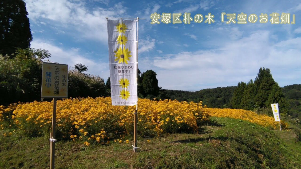 上越観光スポット 安塚区朴の木 天空のお花畑 Youtube