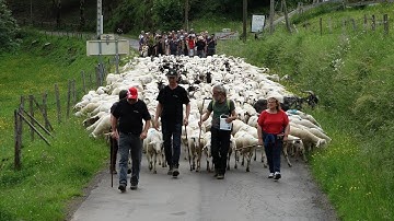 Mon beau Cantal N°117 transhumance moutons St Julien de Jordanne juin 2018