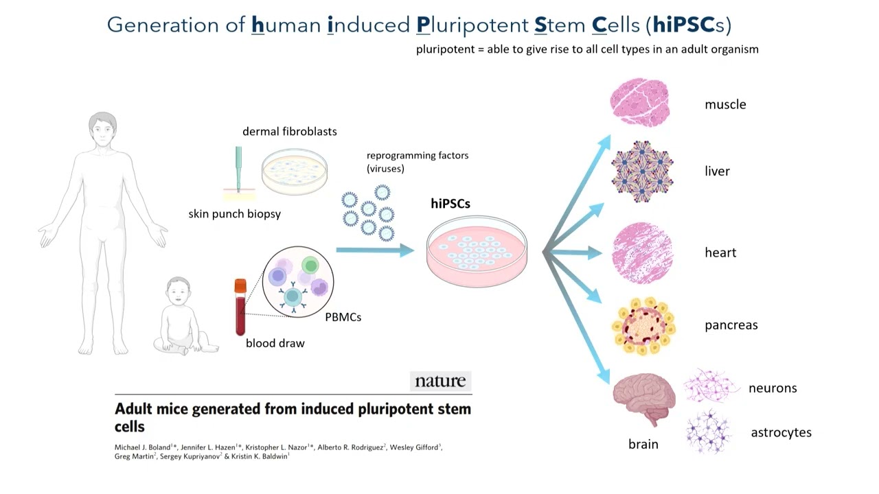 What Does “In Vitro” Mean?