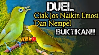 Download lagu CIAK CIAK JOSS BETINA|| PANCINGAN KECIAL MALAS BUNYI||