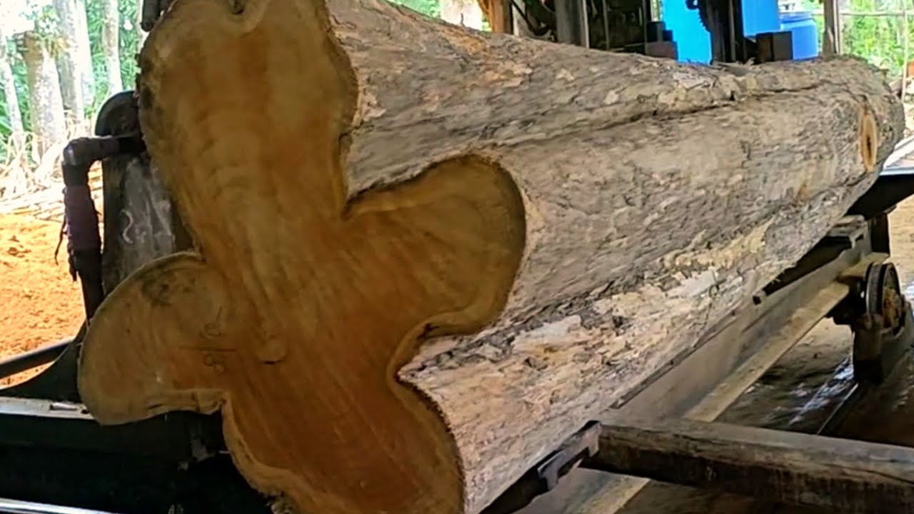 The teak wood processing process at the sawmill is amazing